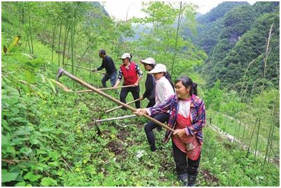 _武隆畜牧公众信息网_ 武隆土地乡肉牛养殖致富 