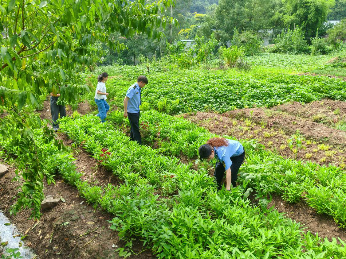 云阳县农业执法支队执法人员现场抽取蔬菜样品.png