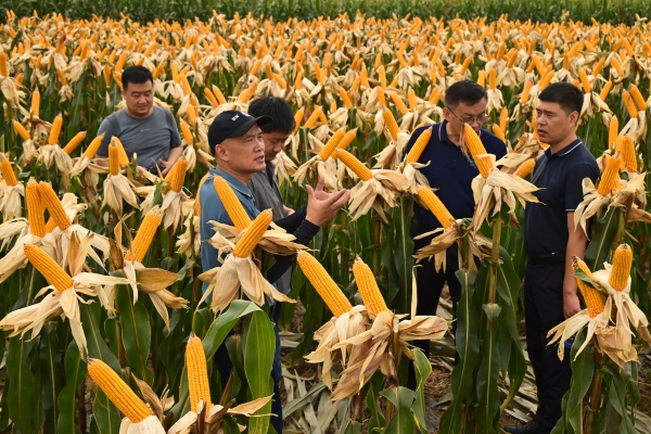 2024年重庆市玉米品种展示示范现场会在荣昌区举行